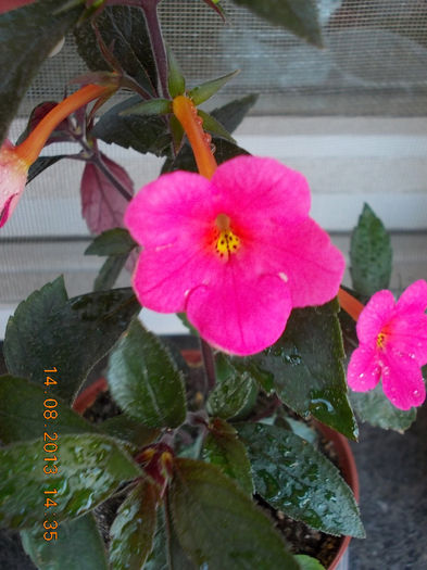 16 august 2013-flori 097