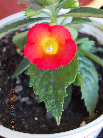 16 august 2013-flori 065