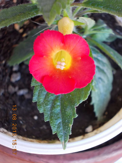 16 august 2013-flori 066
