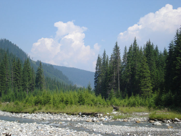 obarsia 2010 (40) - obarsia oltului