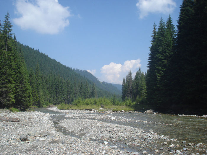 obarsia 2010 (47) - obarsia oltului