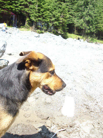 obarsia 2010 (67) - obarsia oltului