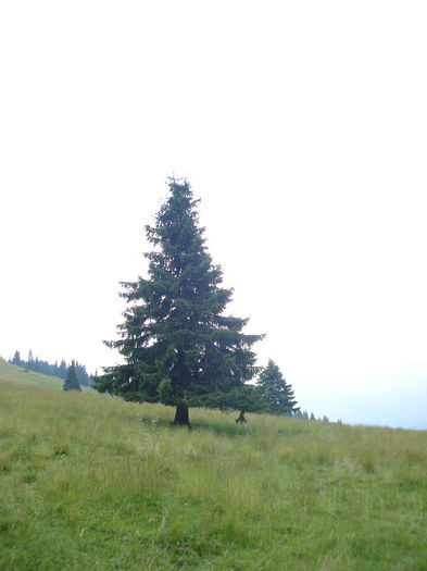 obarsia 2010 (106) - obarsia oltului