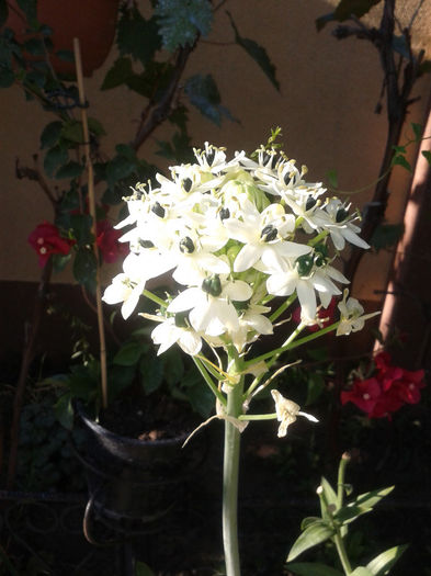 ornithogalum - august 2013