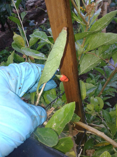 primul fruct de goji