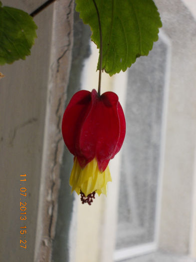 floare abuti megapotamicum - 1 disponibil