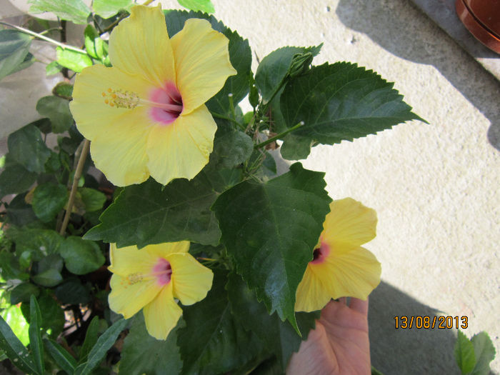 columbine - hibiscus