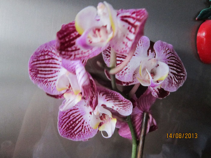 IMG_1647 - flori