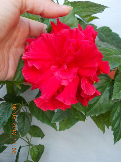 floare hibi rosu batut
