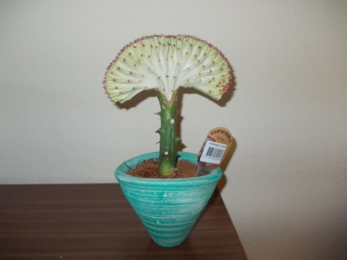 Euphorbia lactea(cactus coral) - Flori din Austria