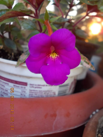 achimenes vivid