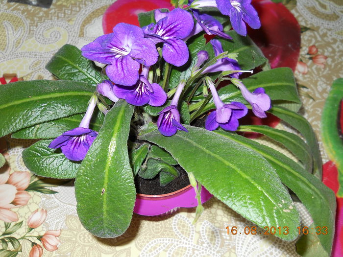 009 - STREPTOCARPUS 2013