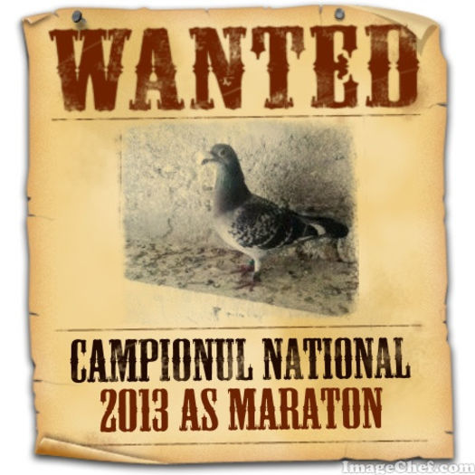 ASU - POZE CAMPION NATIONAL 2013 AS MARATON
