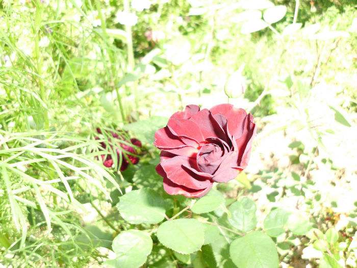 pozici 8 035 - Trandafiri si clematite 2013