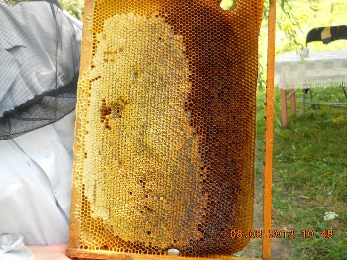 rama cu miere capacita - Pastoral la floarea-soarelui 2013