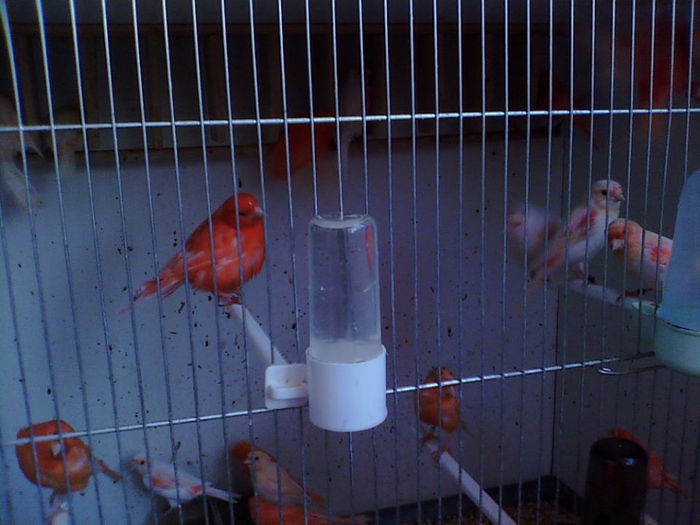 1005343_567203746655457_1251890258_n - REPRODUCTIE 2013