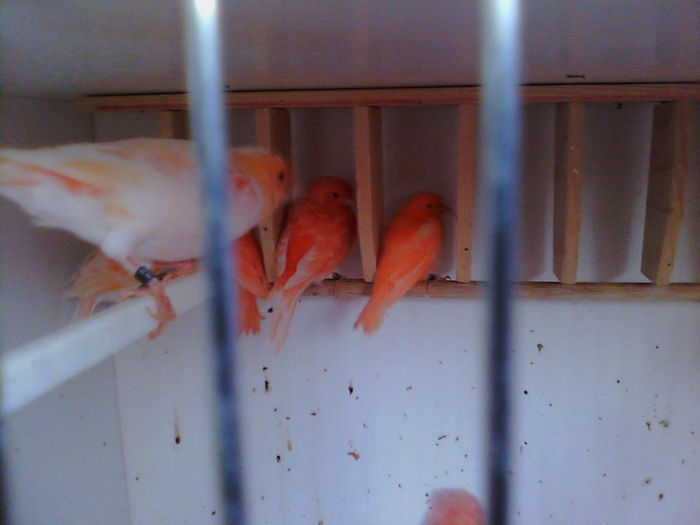 1098043_567203916655440_321030327_n - REPRODUCTIE 2013