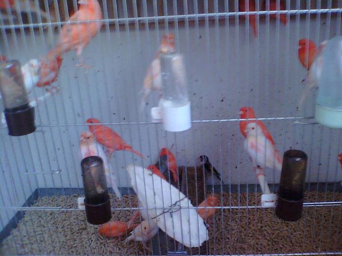 1150123_567204203322078_1792877851_n - REPRODUCTIE 2013