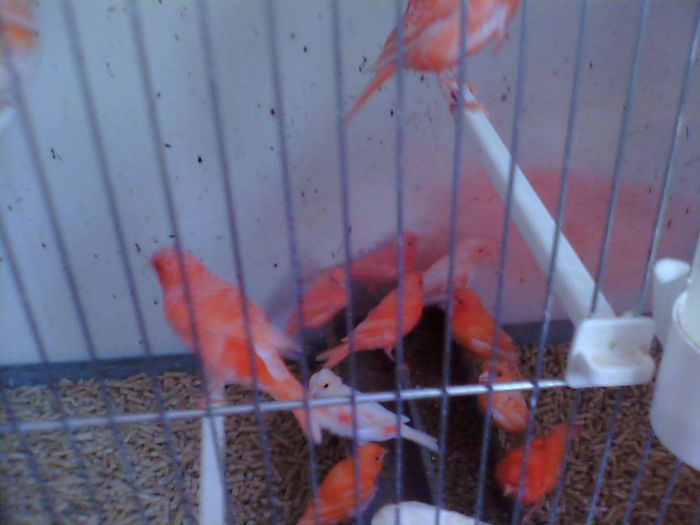 1150333_567203719988793_531284979_n - REPRODUCTIE 2013