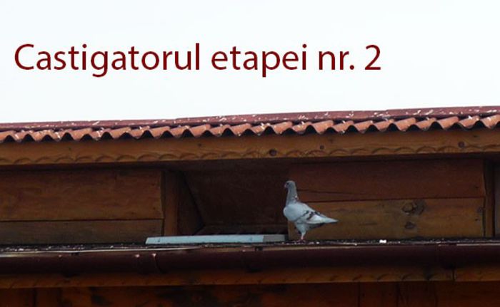 LOC 1 COLUMB .race-pigeons.PIATRA NEAMT A 2 ETAP. ULMA 145 KM; LOC 1 COLUMB .race-pigeons.PIATRA NEAMT A 2 ETAP. ULMA 145 KM
