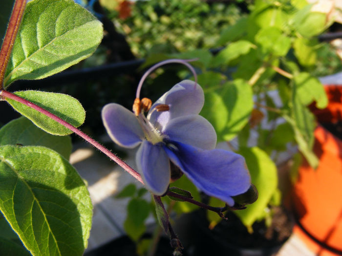 CLERODENDRON, fluturasi in gradina - GRADINA MEA DE VIS