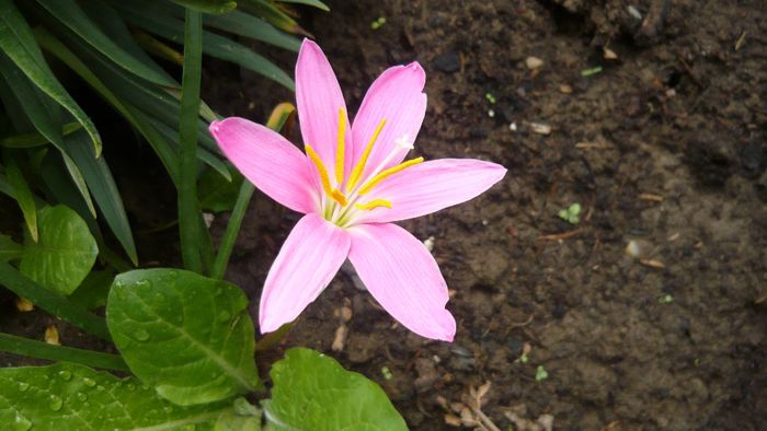 Picture 1092 - Flori de vara