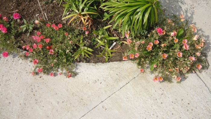 Picture 1147 - Flori de vara