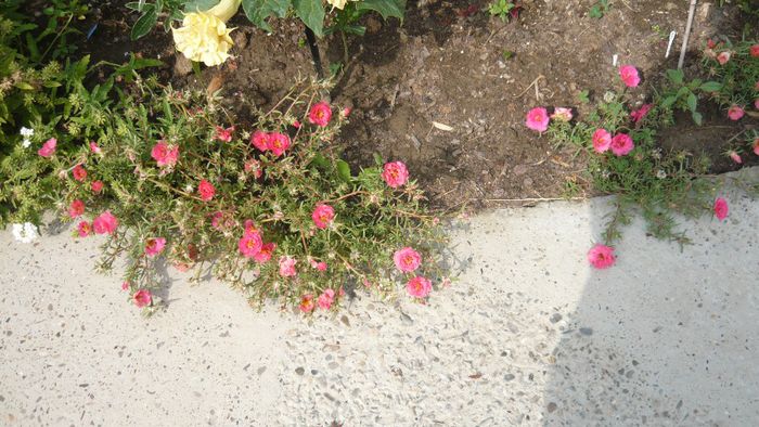 Picture 1148 - Flori de vara