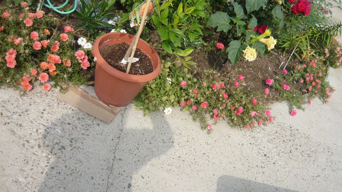 Picture 1150 - Flori de vara