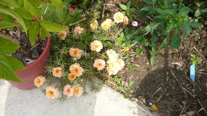 Picture 1169 - Flori de vara