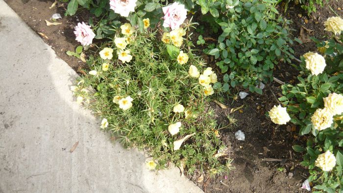 Picture 1170 - Flori de vara