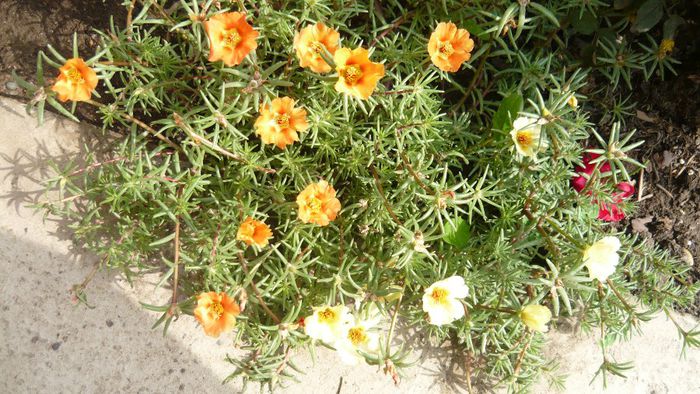 Picture 1171 - Flori de vara