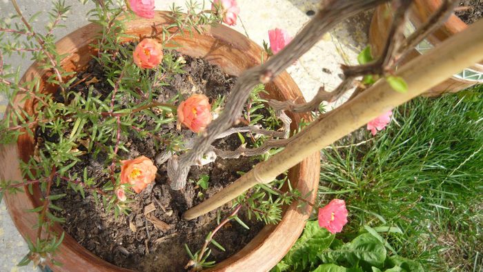 Picture 1172 - Flori de vara