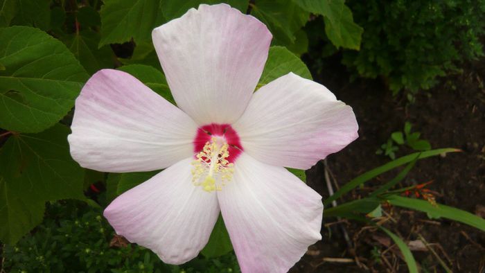 Picture 1044 - Flori de vara