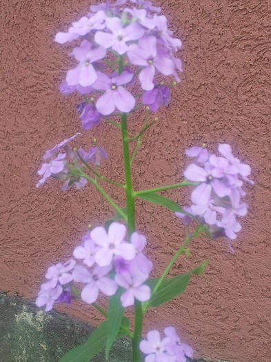 PHLOX - GRADINA MEA DE VIS