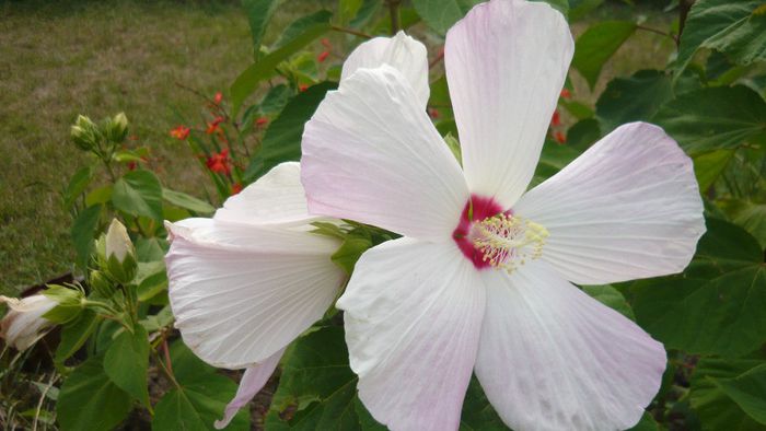 Picture 1160 - Flori de vara