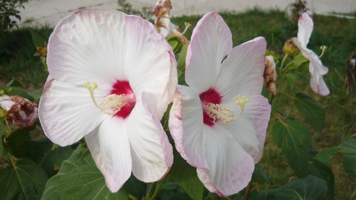 Picture 1161 - Flori de vara