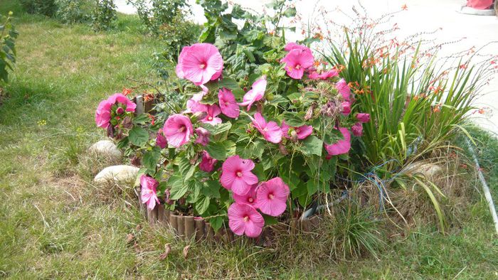 Picture 1164 - Flori de vara