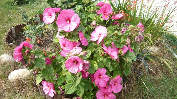 Picture 1165 - Flori de vara