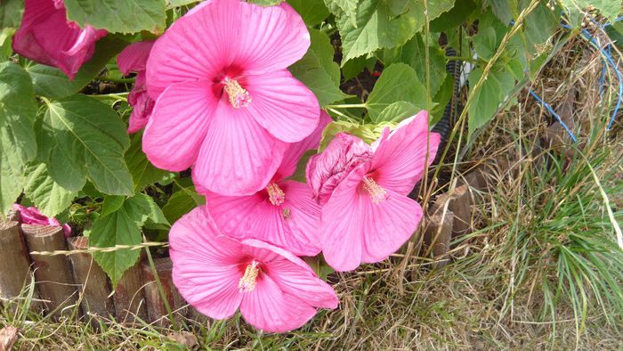 Picture 1166 - Flori de vara