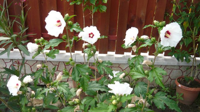 Picture 1153 - Flori de vara