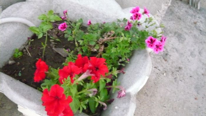 Picture 981 - Flori de vara