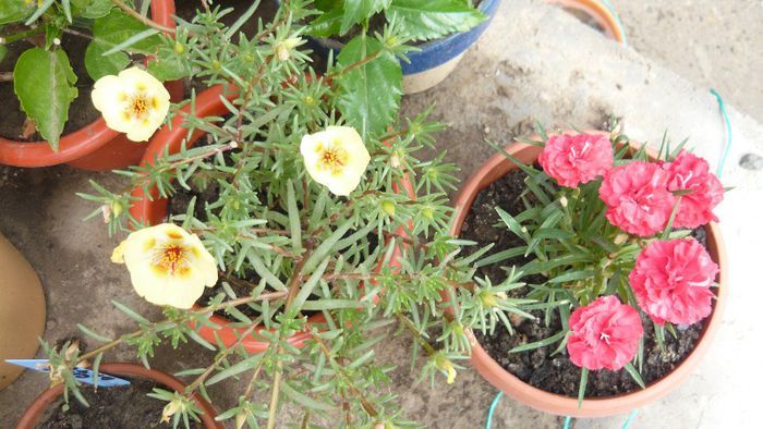 Picture 1089 - Flori de vara