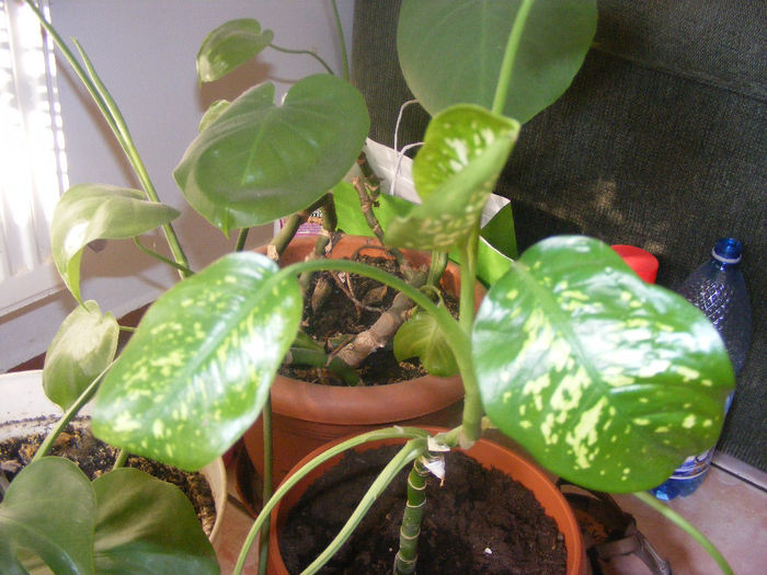 DIEFFENBACHIA