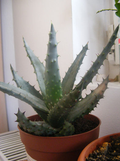 ALOE FEROX