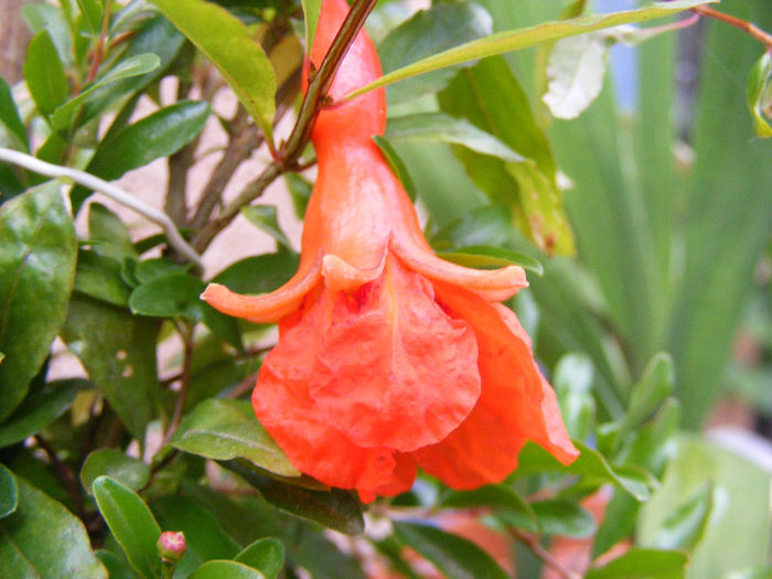 FLOARE DE RODIU