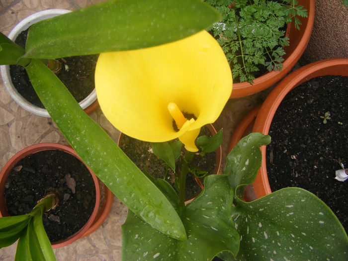 CALA GOLDEN STAR