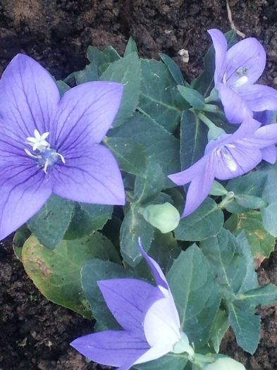 PLATYCODON