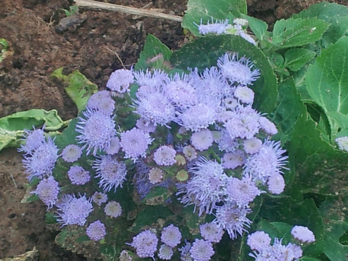 EUPATORIUM