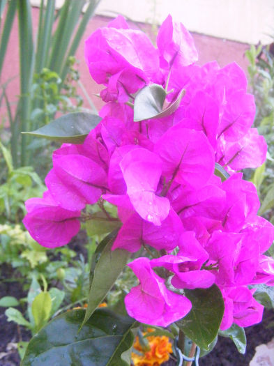 BOUGAINVILLEA